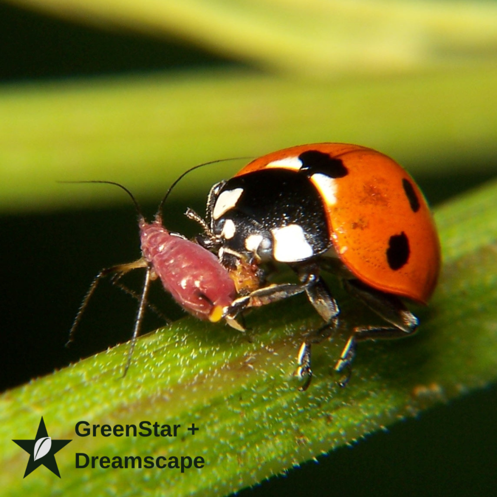 Embracing the right bugs can help your landscape thrive. Use GreenStar Landscape Management.