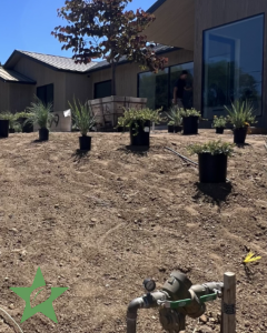 GreenStar landscape installation plants